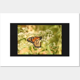 Monarch butterfly on white flowers Posters and Art